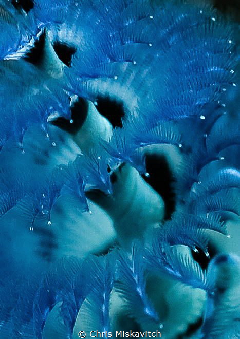 Blue Christmas tree worm ..... up close by Chris Miskavitch 