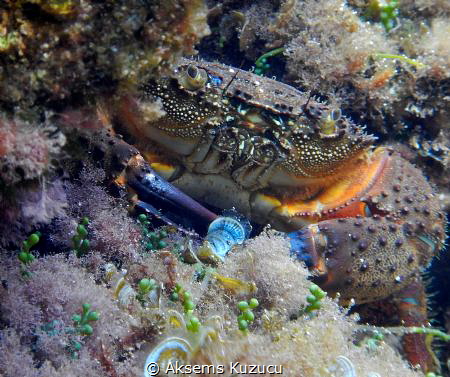 crab getting out of the house
 by Aksems Kuzucu 