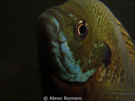 Modeling babe/Shy fish trying to model for me by Abner Romero 