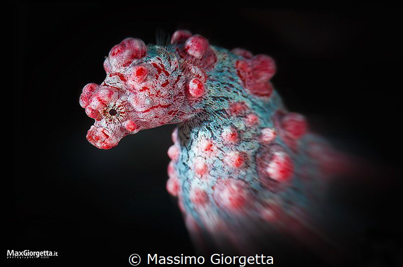 Pigmy portrait - Raja Ampat by Massimo Giorgetta 