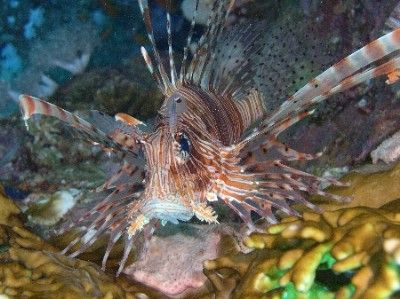 Lionfish taken at Paradise reef, Sharm el Sheikh with Nik... by Nikki Van Veelen 