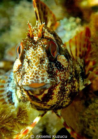 happy blenny by Aksems Kuzucu 
