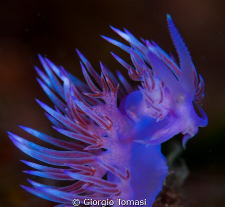I thought dragons did not exist, before I saw this photo... by Giorgio Tomasi 
