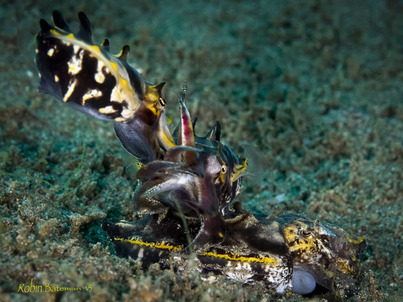 Tryst
We spent over half the dive watching these 3 flamb... by Robin Bateman 