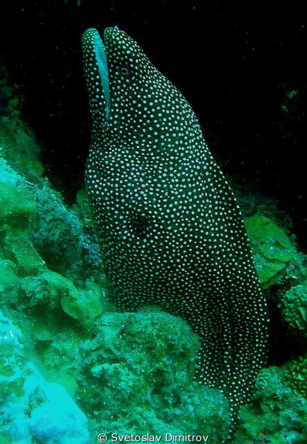 My favourite moray ell by Svetoslav Dimitrov 