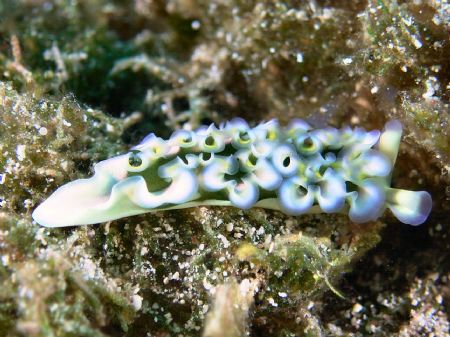 Lettuce Sea Slug - Shot with a Sea&Sea 5000g with 2 YS-25... by Steve Wurfel 