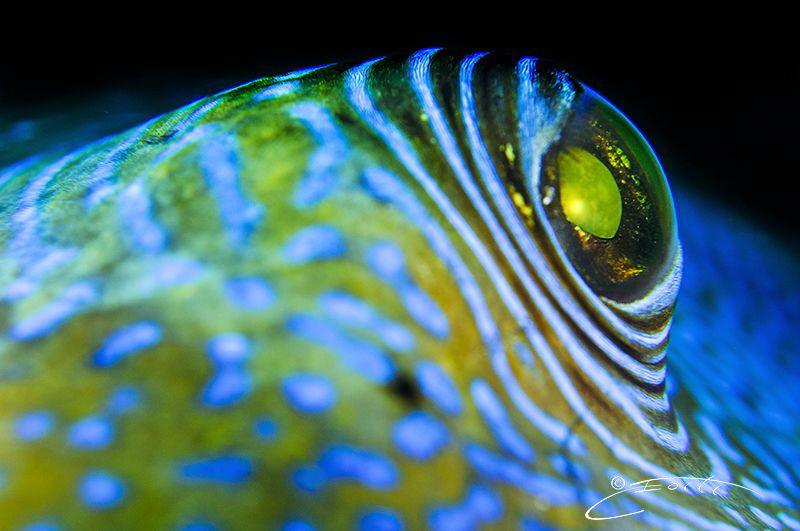 ~ Old Blue Eyes ~ by Geo Cloete 