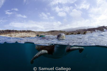 In tenerife by Samuel Gallego 