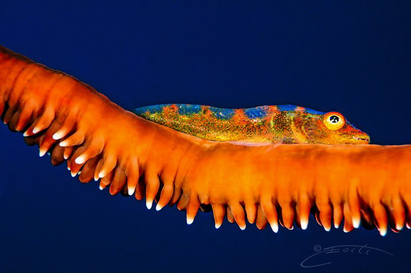 ~ A Little on the Shy Side ~ by Geo Cloete 