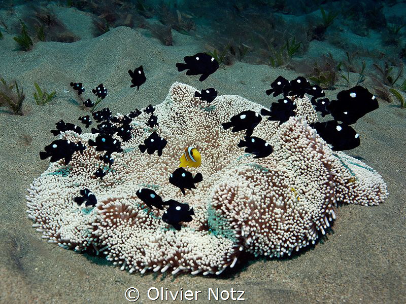 A small island full of life on the sandy ground by Olivier Notz 