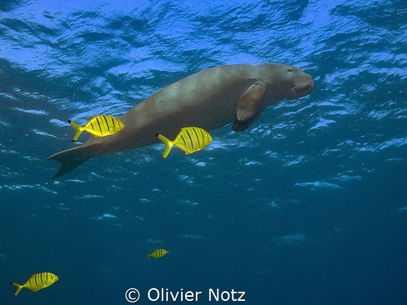 Dugong with golden pilot jacks by Olivier Notz 