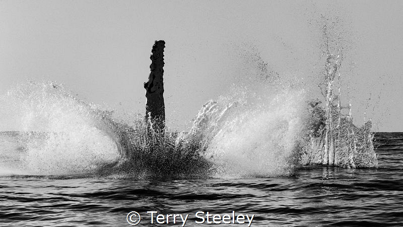 The spirit of Excalibur by Terry Steeley 