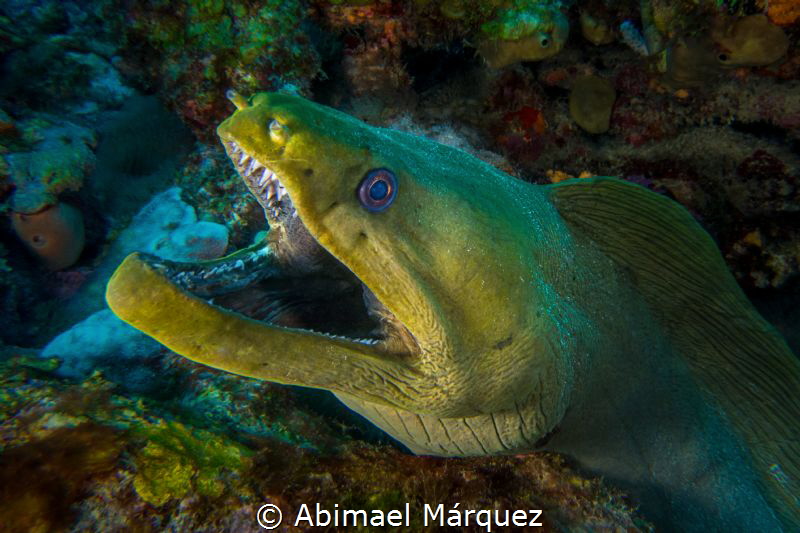 Happy Green Moray by Abimael Márquez 