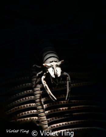 STRIPES
Crinoid Shrimp. Laomenes amboinensis by Violet Ting 