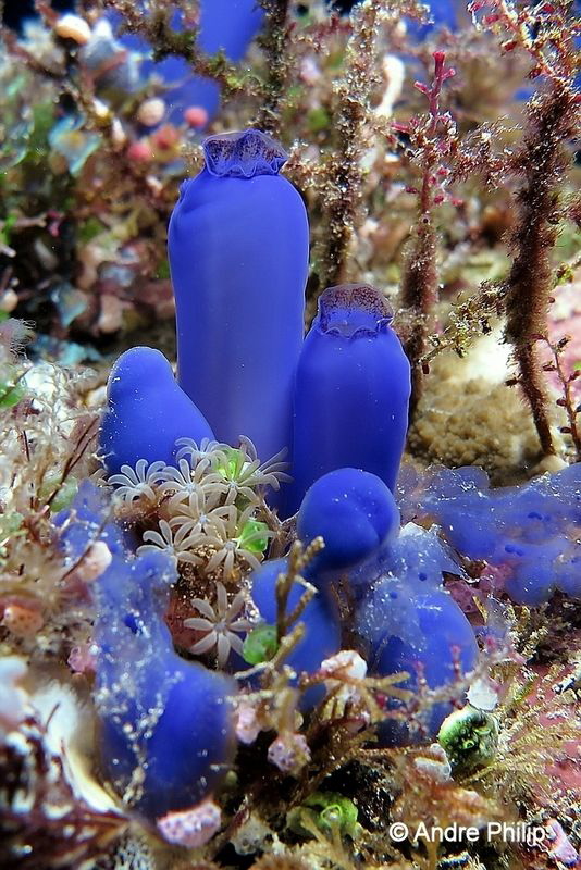 "Nice bouquet" - designed by Mother Nature by Andre Philip 