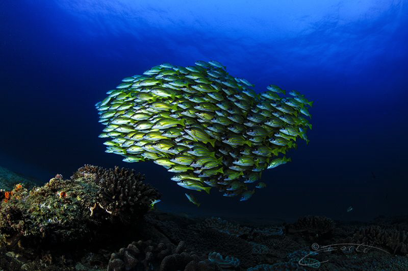 ~ A Close Group of Friends ~ by Geo Cloete 