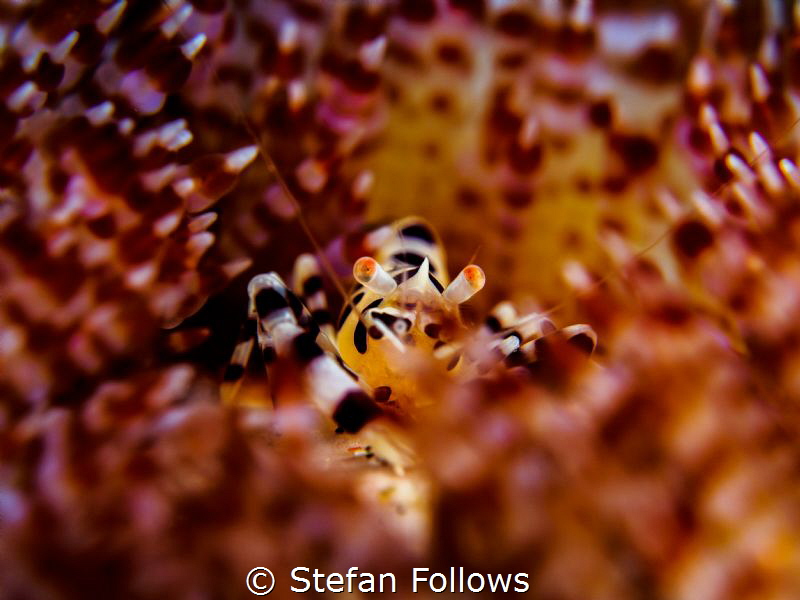 Heart of Fire. Coleman Shrimp - Periclimenes colemani. Ba... by Stefan Follows 
