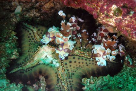 2 clown schrimp enjoying a starfish, we were lucky to pas... by Martin Van Gestel 