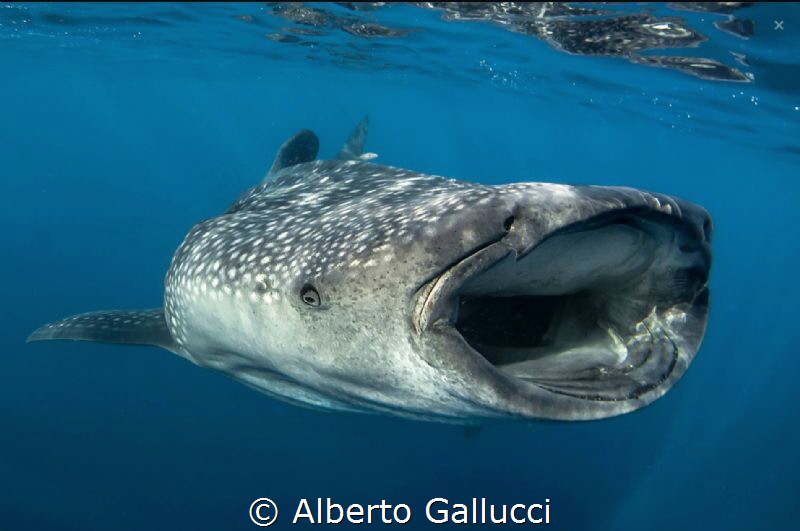 With open mouth by Alberto Gallucci 