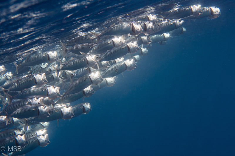 Indian mackerel school under sunset. by Mehmet Salih Bilal 