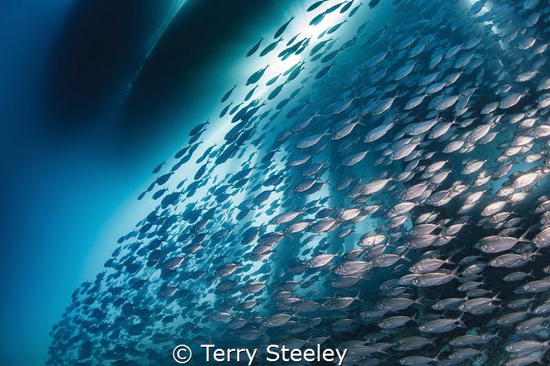 Rush hour
— Subal underwater housing, Canon 1Dx, Canon 8... by Terry Steeley 
