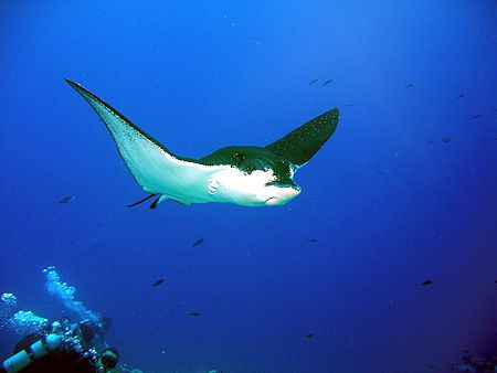 Eagle Ray Blue Corner- Palau by Martin Dalsaso 