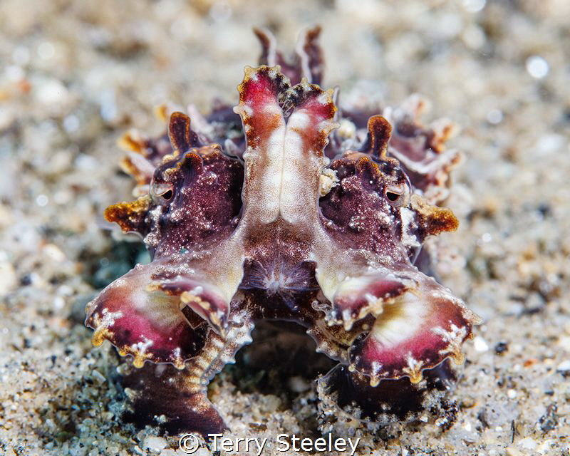 All dressed up and nowhere to go. Flamboyant cuttlefish
... by Terry Steeley 