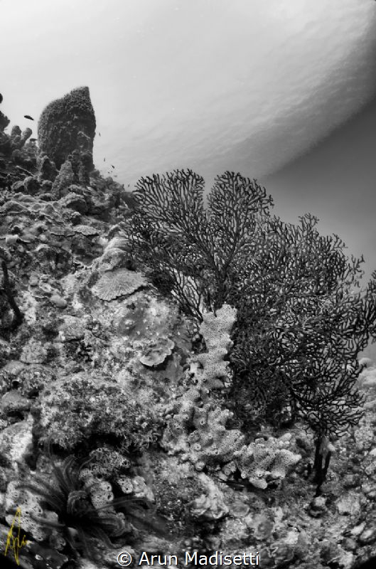 ikelite, Niikon D90, tokina 10-17 Fisheye by Arun Madisetti 