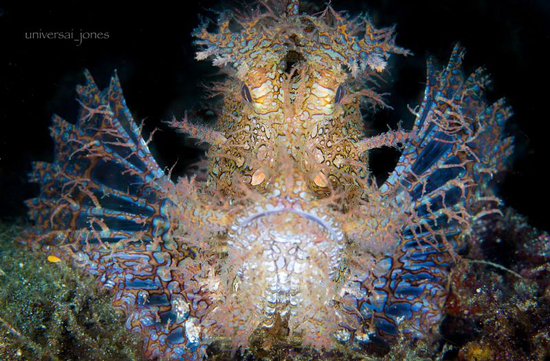 Rhinopias fondosa - Weedy scorpionfish by Wayne Jones 