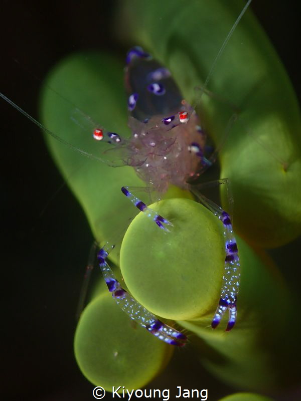 Anemone Shrimp by Kiyoung Jang 
