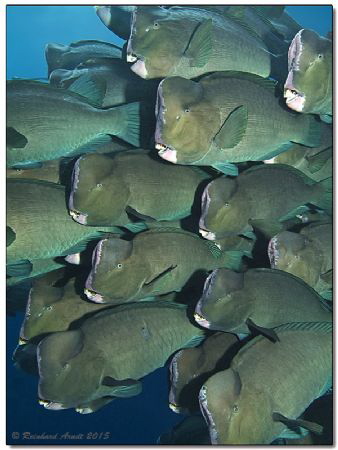 Green humphead parrotfish (Bolbometopon muricatum), Sipad... by Reinhard Arndt 