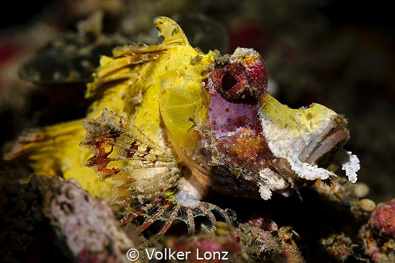 Rhinopias – size ca. 3 cm by Volker Lonz 