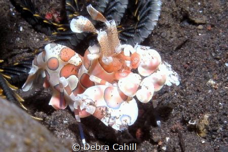 Harlequin Shrimp - Bali by Debra Cahill 