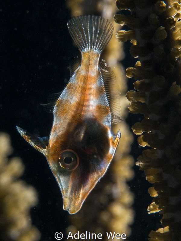 Backlinghting the filefish illuminating the skeletal bone... by Adeline Wee 