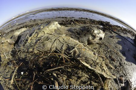 beach or cemetery? by Claudio Stoppato 