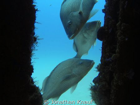 C56 Shipwreck Grunts by Jonathan Knauf 