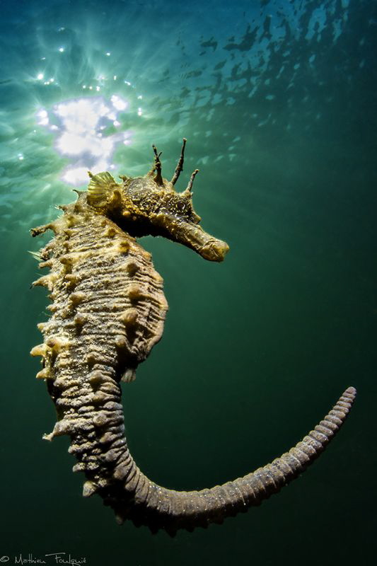 Hippocampus guttulatus #2 by Mathieu Foulquié 