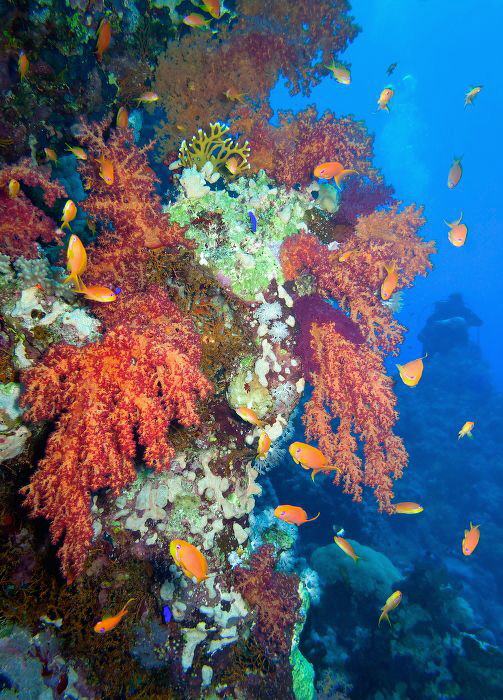 Coral reef. by Sergey Lisitsyn 