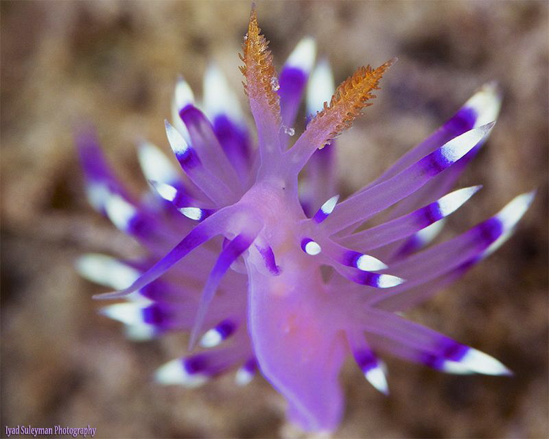 Flabellina exoptata by Iyad Suleyman 
