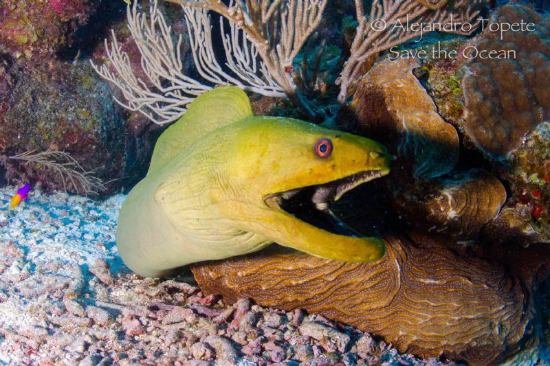 Green Morey, San Pedro Belize by Alejandro Topete 