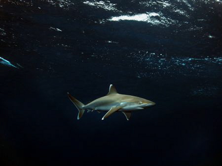 Juvenile Silvertip shark on Surface by Jenny Strömvoll 
