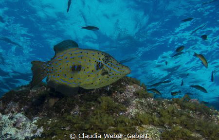 reef life......... by Claudia Weber-Gebert 