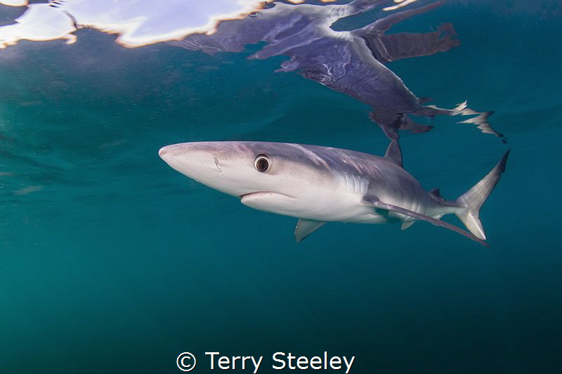 'Blue without you.' Blue sharks off the coast of Cornwall.
 by Terry Steeley 