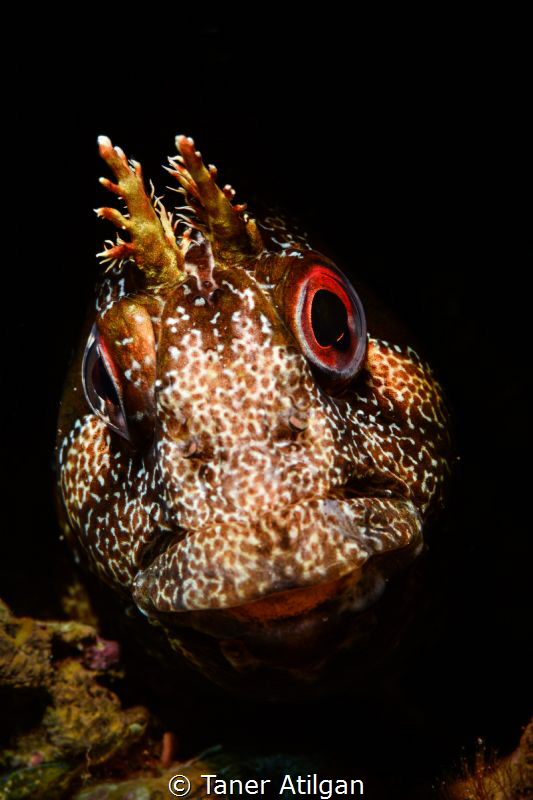 Red Eyes by Taner Atilgan 