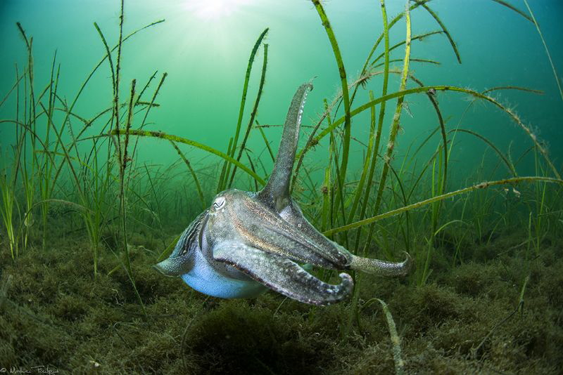 Common Cuttlefish (Sepia officinalis) - thau lagoon (France) by Mathieu Foulquié 