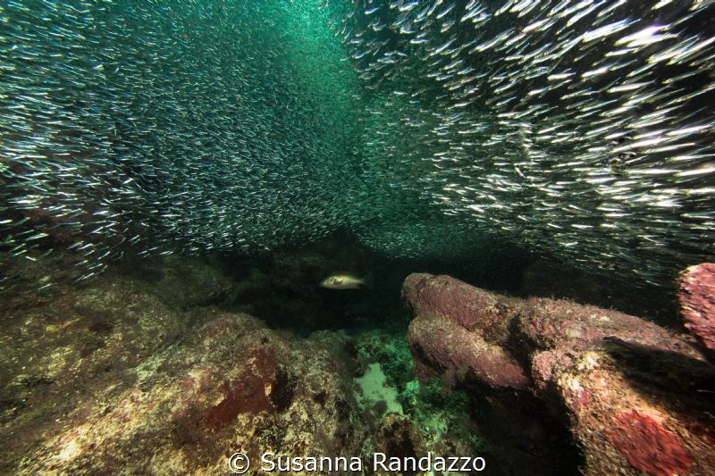 Bancho Chinchorro , Mexico by Susanna Randazzo 