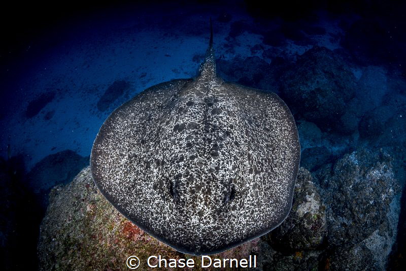 "Marble Top"
A Large Marble Ray swimming across the bottom. by Chase Darnell 