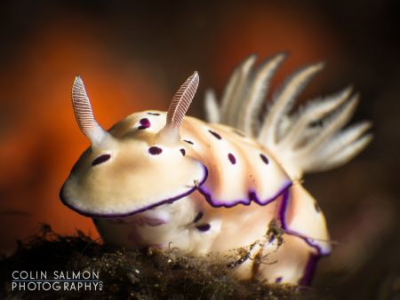 "Come on Nudi, light my fire!" Hypselodoris tryoni. Dauin... by Colin Salmon 