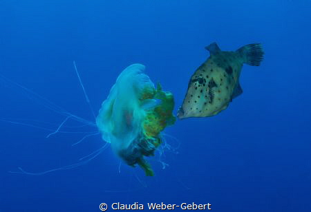 feeding........ 
fish feeding on a jelly-fish by Claudia Weber-Gebert 