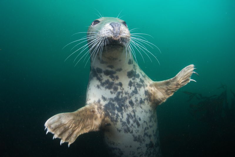 ' And for my next trick'
UK - Farne Islands 
Nikon D800... by Spencer Burrows 